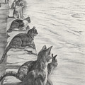 Cats Waiting For Fishermen