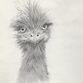 Emu Face Portrait