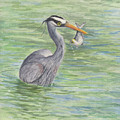 Heron Catching a Fish