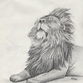 Male Lion Drawing